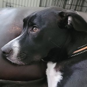 Meet your Posher, Brandi